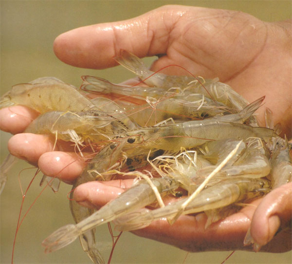 Pesca do camarão está proibida até 15 de maio em vários municípios baianos.