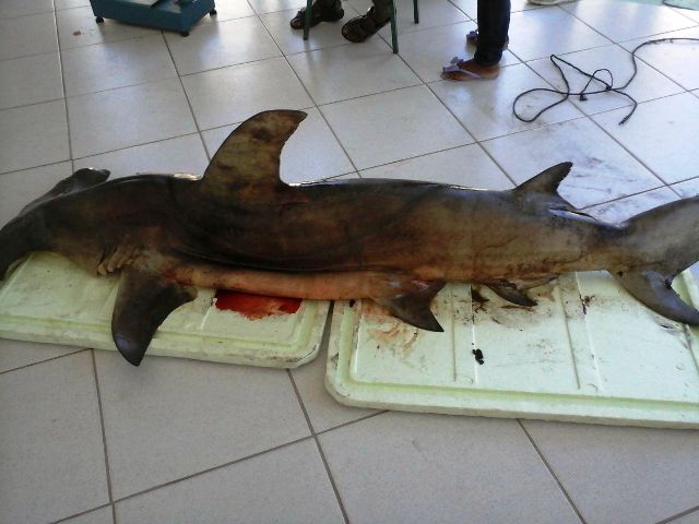Pescadores de Belmonte pegam tubarão martelo de 100Kg.