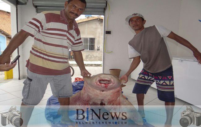 Pescadores de Belmonte capturam tubarão de 200 Kg..
