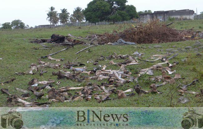 Abatedouro clandestino em Belmonte agride o meio ambiente e revolta população.