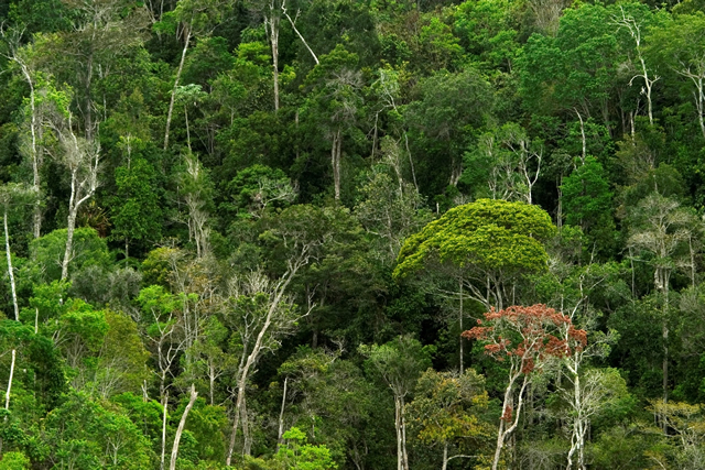 Programa Mata Atlântica da Veracel Celulose completa 21 anos de restauração e conservação no Sul da Bahia.