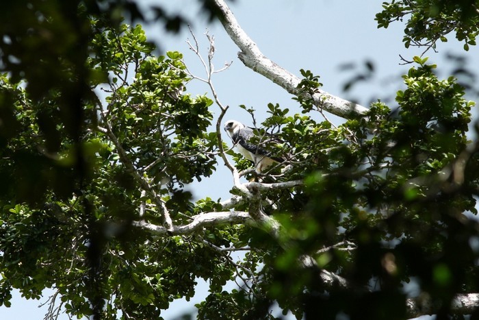 Harpia se reintegra com sucesso à natureza.