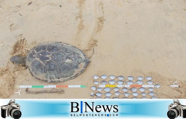 Estudos de carcaças encontradas na Praia do Mar Moreno não mostram indícios de contaminação.