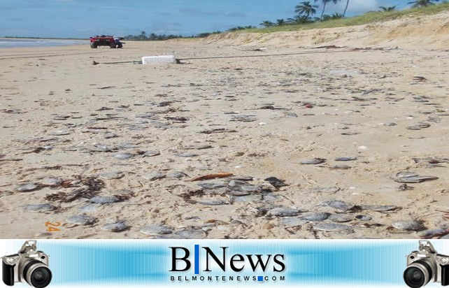 Praia de Belmonte fica tomada de centenas de carcaças de peixes e tartarugas mortos.