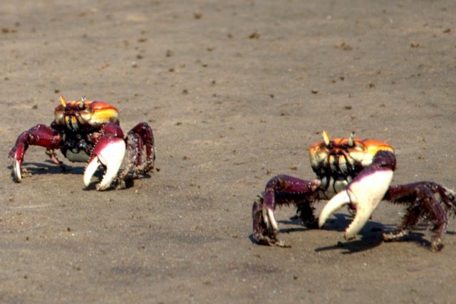 Captura do caranguejo-uçá é proibida na Bahia e mais nove estados.