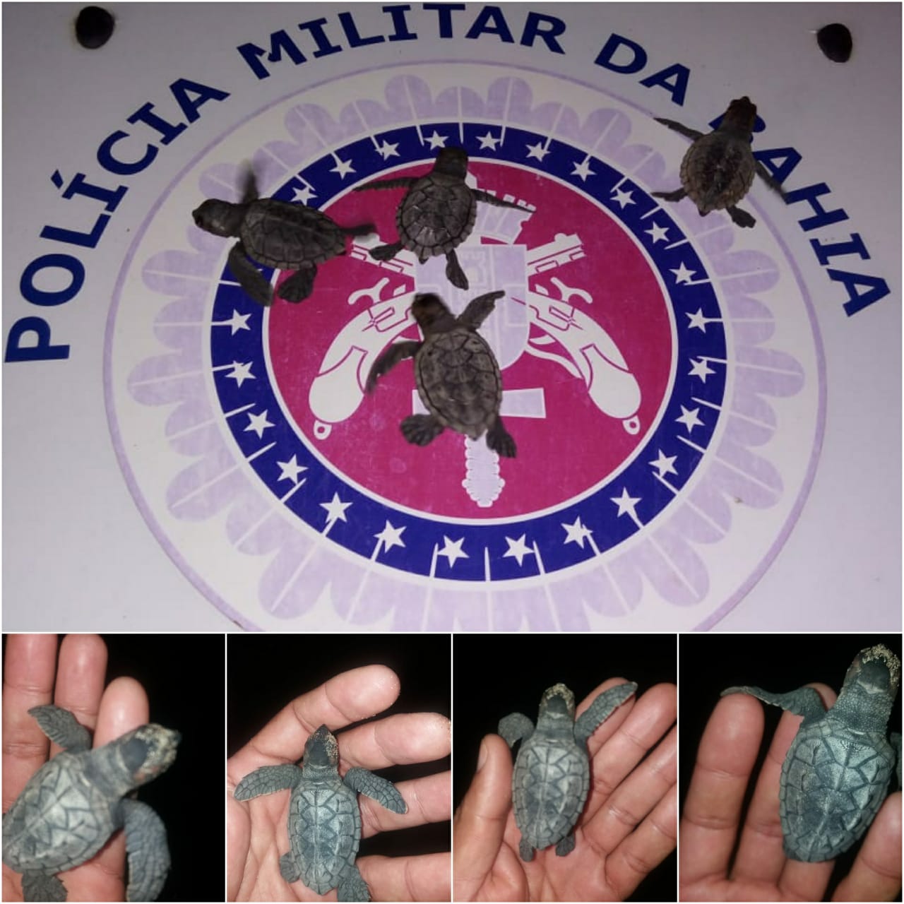 Polícia Militar resgata filhotes de tartaruga marinha na Orla Norte de Porto Seguro.