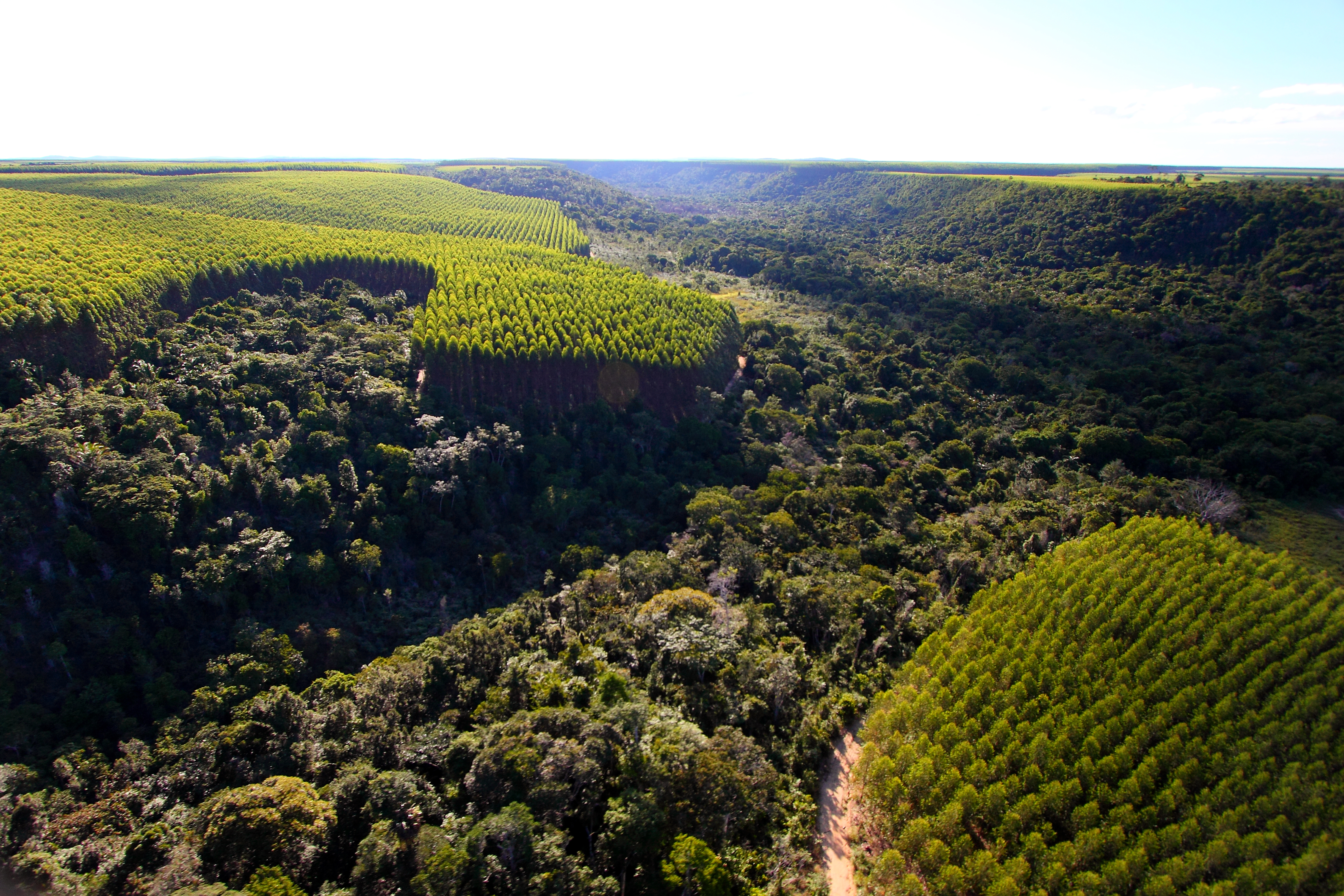 Corredor Ecológico ligará RPPN Estação Veracel e Parque Nacional do Pau Brasil