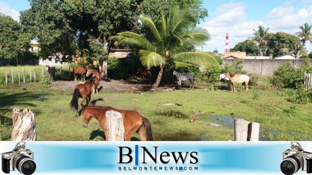 Prefeitura de Belmonte apreende animais abandonados nas ruas e na BA-001.