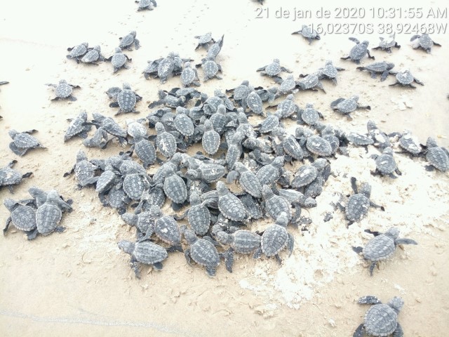 Censo de tartarugas e de baleias jubartes na costa Sul da Bahia traz bons resultados