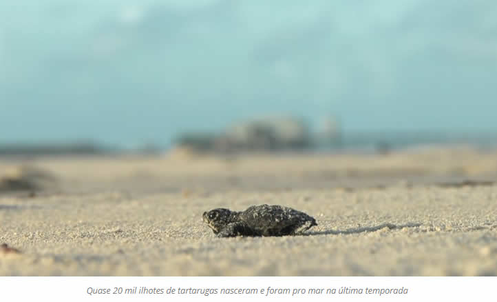 Ações de monitoramento ajudaram na proteção de 325 ninhos de tartarugas.