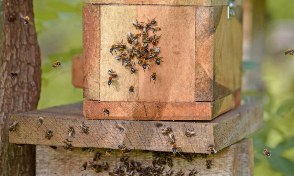 Veracel promove criação de abelhas sem ferrão em comunidades.
