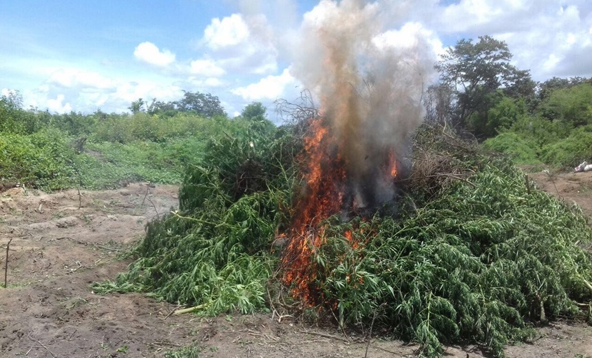 Apenas no mês de janeiro, cerca de 1 milhão de pés de maconha foram erradicados na Bahia.