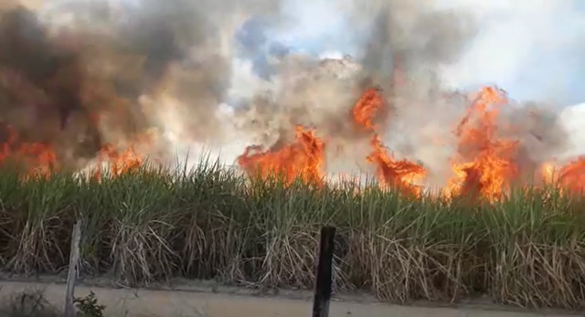 Incêndio em canavial assusta moradores de Barrolândia