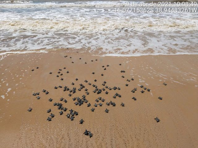 Veracel divulga resultados do monitoramento da última temporada reprodutiva de tartarugas marinhas.