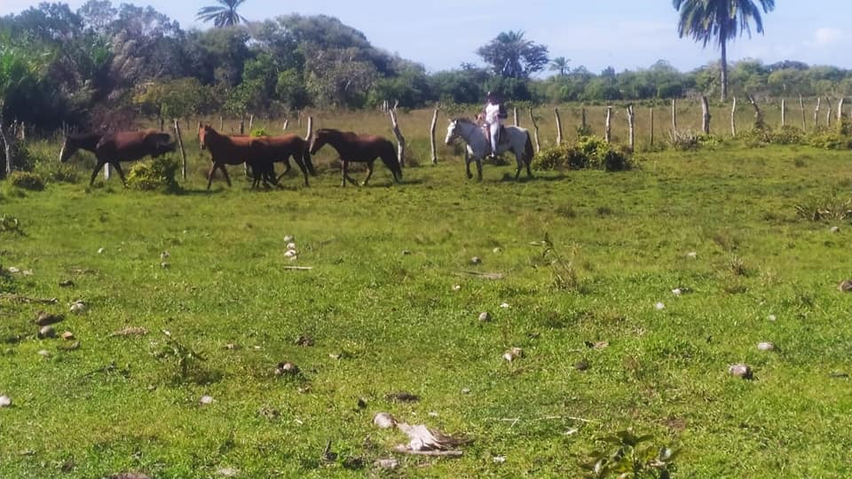 Prefeitura de Belmonte começa a apreender animais soltos nas ruas e na BA-001.